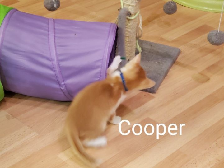 Cooper 3