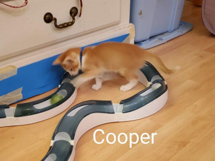 Cooper 4