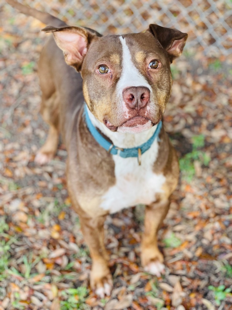 Lucky Louie, an adoptable Mixed Breed in St. Augustine, FL, 32084 | Photo Image 1