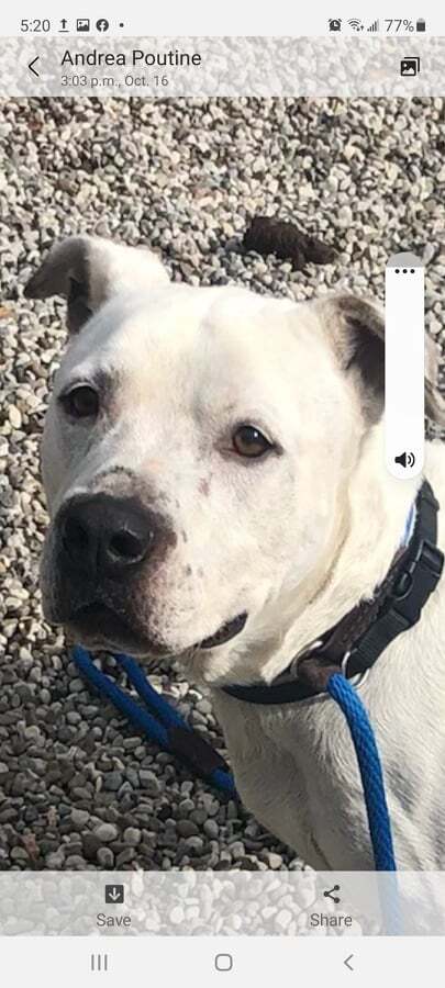 Kobey (20210522-01), an adoptable American Bulldog in Niagara Falls, ON, L2E 5J4 | Photo Image 1