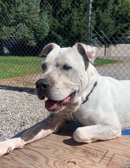 Kobey (20210522-01), an adoptable American Bulldog in Niagara Falls, ON, L2E 5J4 | Photo Image 2