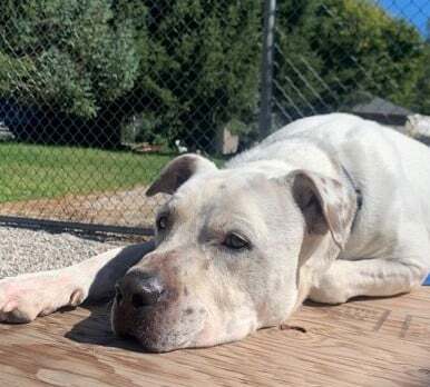 Kobey (20210522-01), an adoptable American Bulldog in Niagara Falls, ON, L2E 5J4 | Photo Image 3