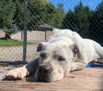 Kobey (20210522-01), an adoptable American Bulldog in Niagara Falls, ON, L2E 5J4 | Photo Image 4