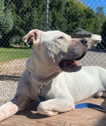 Kobey (20210522-01), an adoptable American Bulldog in Niagara Falls, ON, L2E 5J4 | Photo Image 5