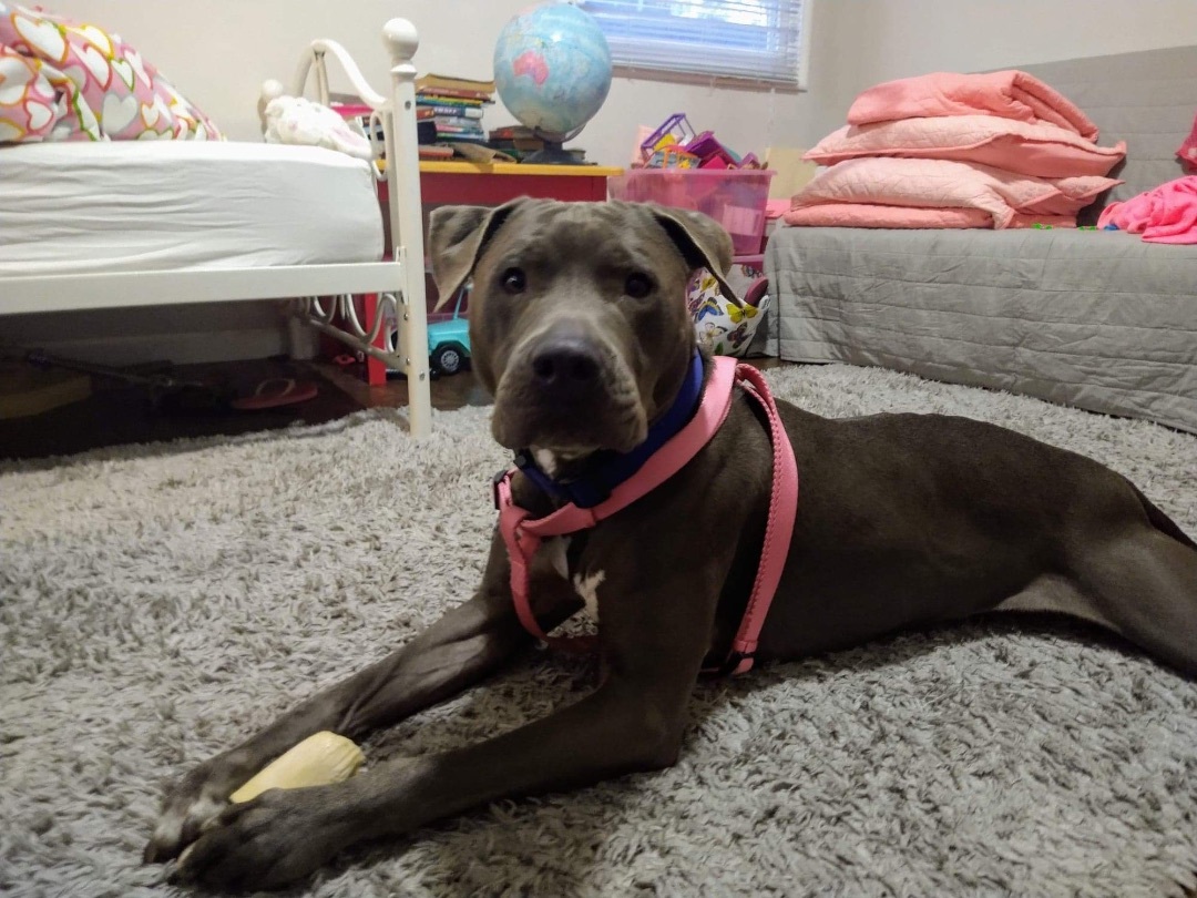 Blu, an adoptable American Staffordshire Terrier in Oakland , CA, 94605 | Photo Image 2