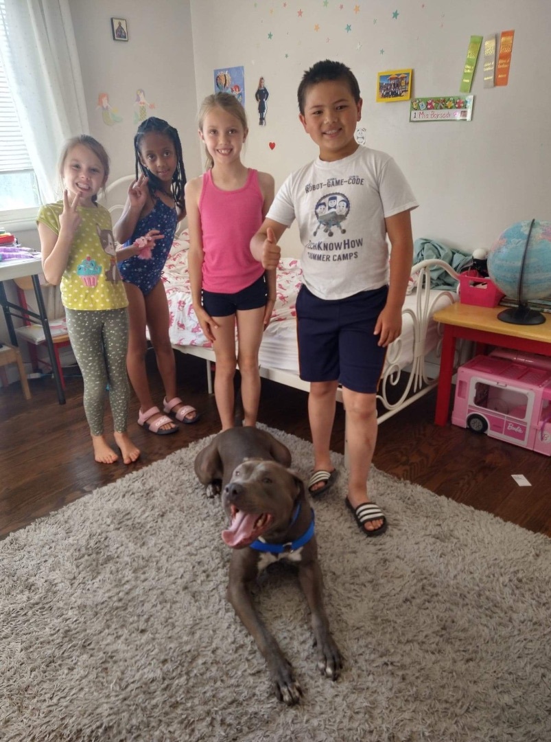 Blu, an adoptable American Staffordshire Terrier in Oakland , CA, 94605 | Photo Image 3