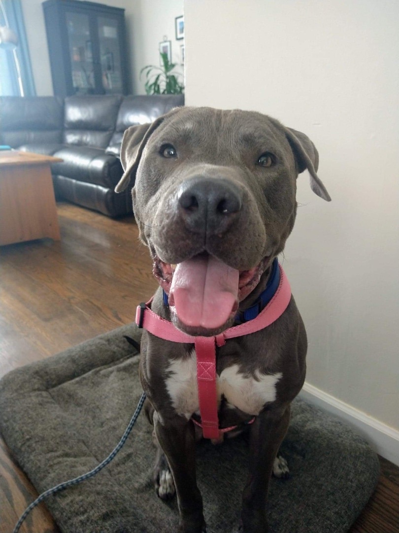 Blu, an adoptable American Staffordshire Terrier in Oakland , CA, 94605 | Photo Image 4
