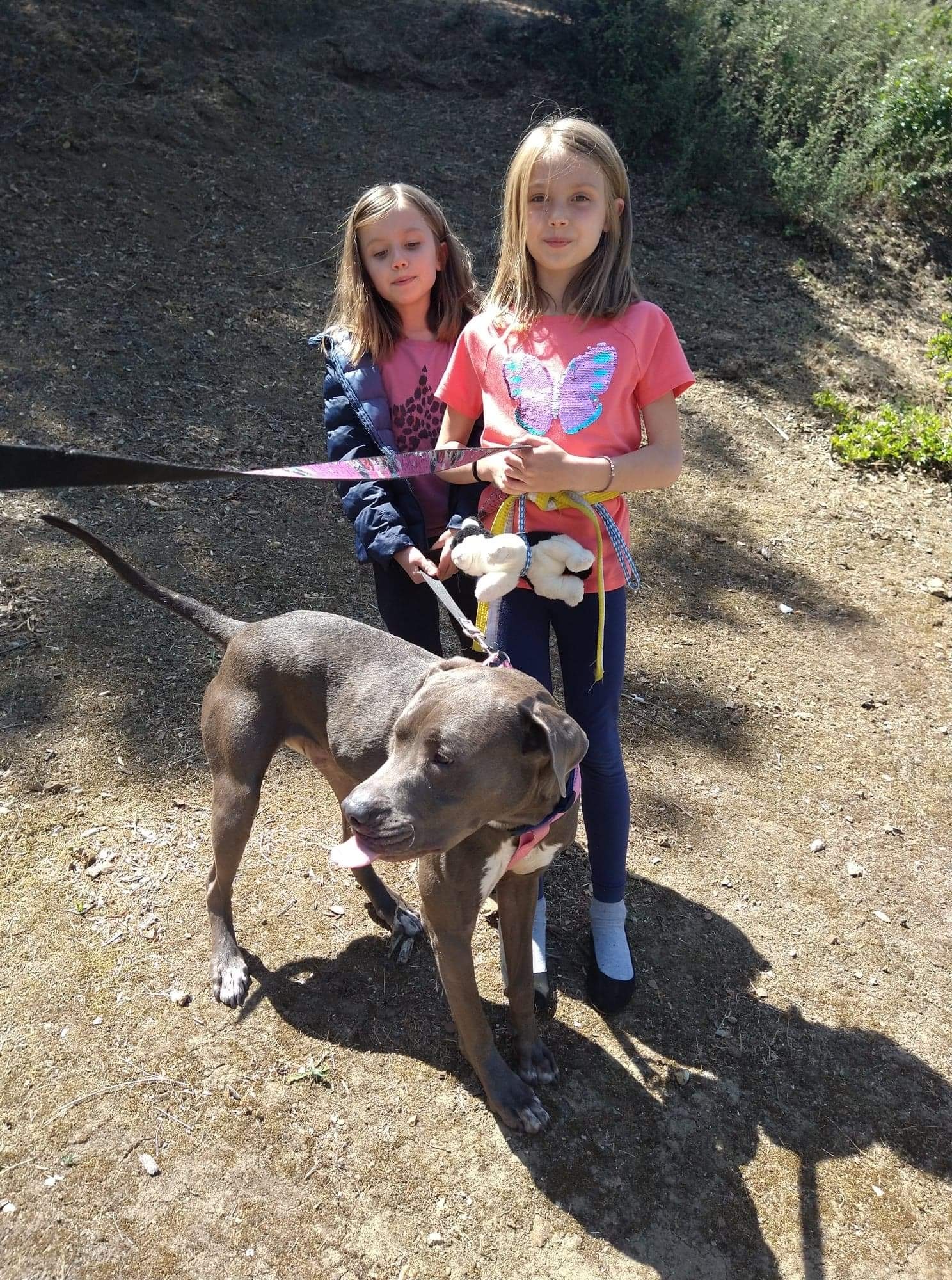 Blu, an adoptable American Staffordshire Terrier in Oakland , CA, 94605 | Photo Image 5