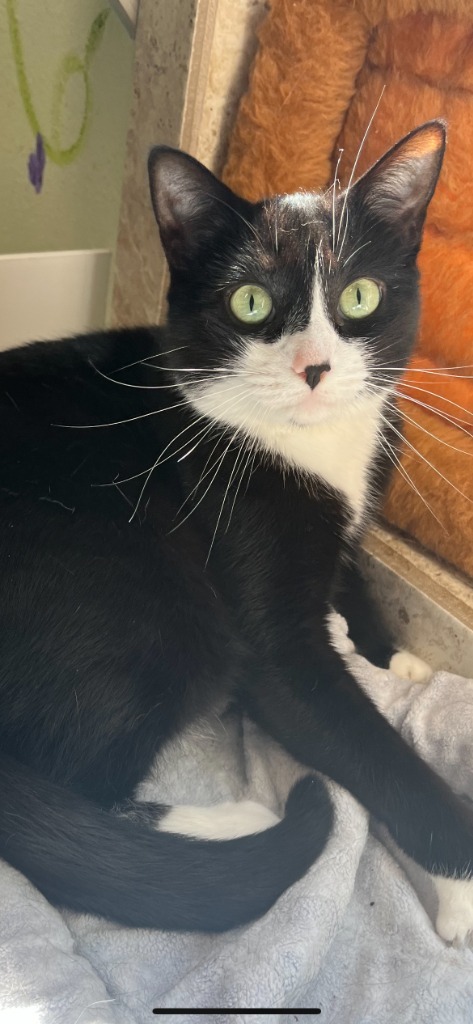 Gibby, an adoptable Domestic Short Hair in Hot Springs, AR, 71901 | Photo Image 1