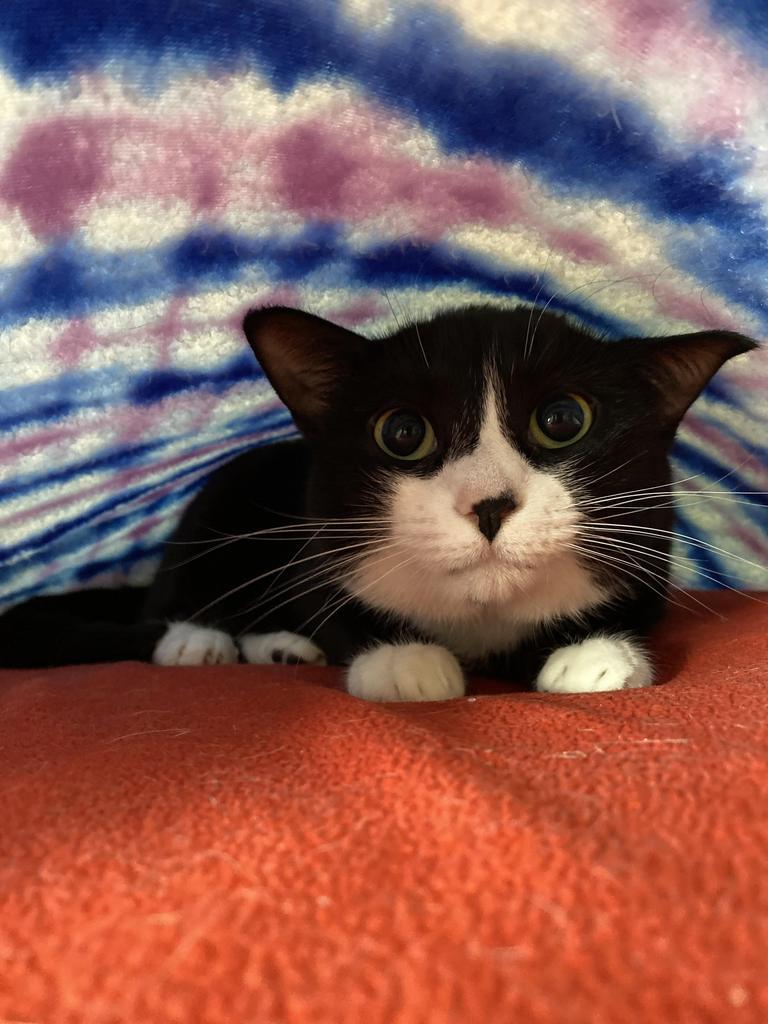 Gibby, an adoptable Domestic Short Hair in Hot Springs, AR, 71901 | Photo Image 3