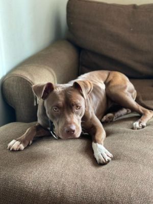 Bebe Pit Bull Terrier Dog Pets Seattle Wa Recycler Com