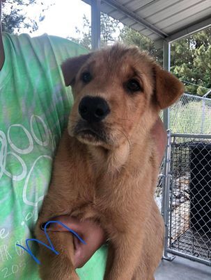 Shar-Pei/Golden mix puppies!  FOSTER or FOSTER TO ADOPT 2
