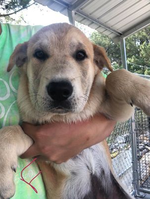 Shar-Pei/Golden mix puppies!  FOSTER or FOSTER TO ADOPT 3