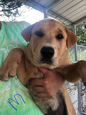 Shar Pei Golden Mix Puppies Foster Or Foster To Adopt detail page