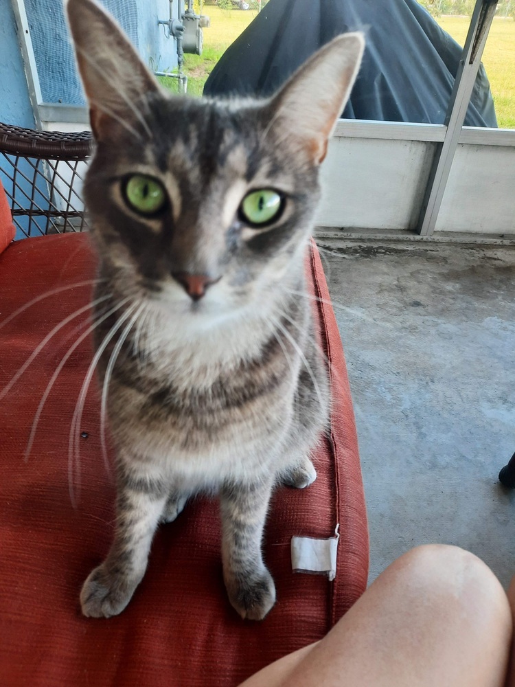 Grayson, an adoptable Domestic Short Hair in Ocala, FL, 34475 | Photo Image 1