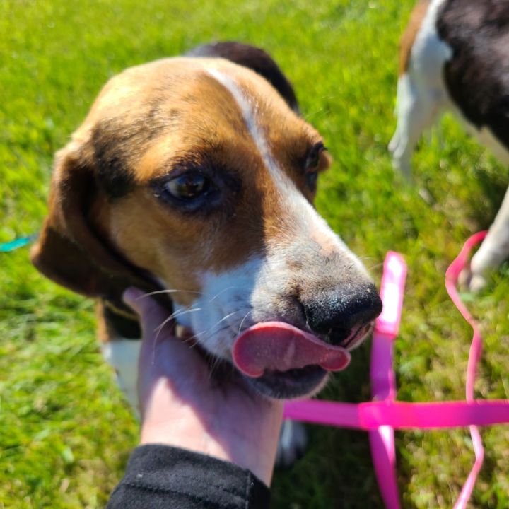 Dog For Adoption Bliss A Beagle In Eden Prairie Mn Petfinder