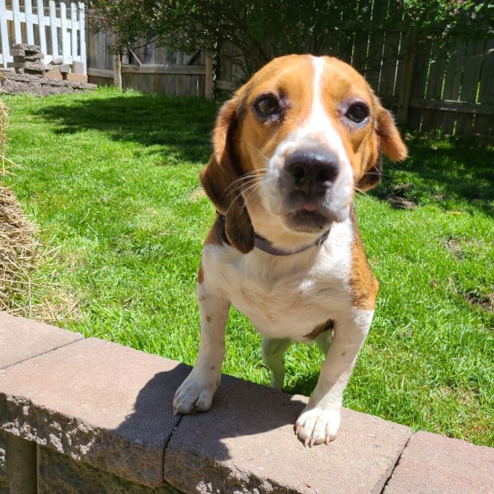 Dog For Adoption Bliss A Beagle In Eden Prairie Mn Petfinder