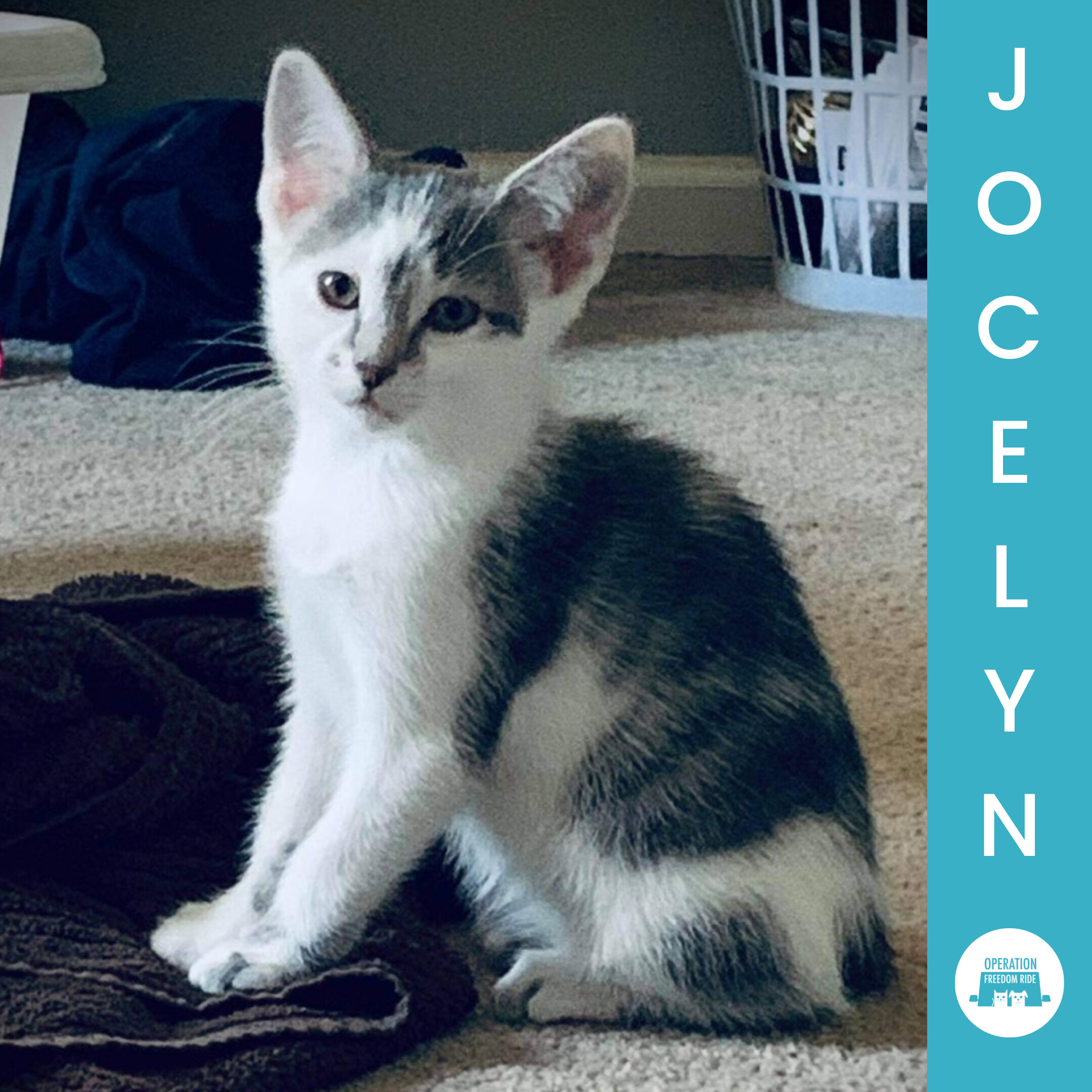 Cat for adoption Jocelyn Schitt, a Domestic Short Hair Mix in