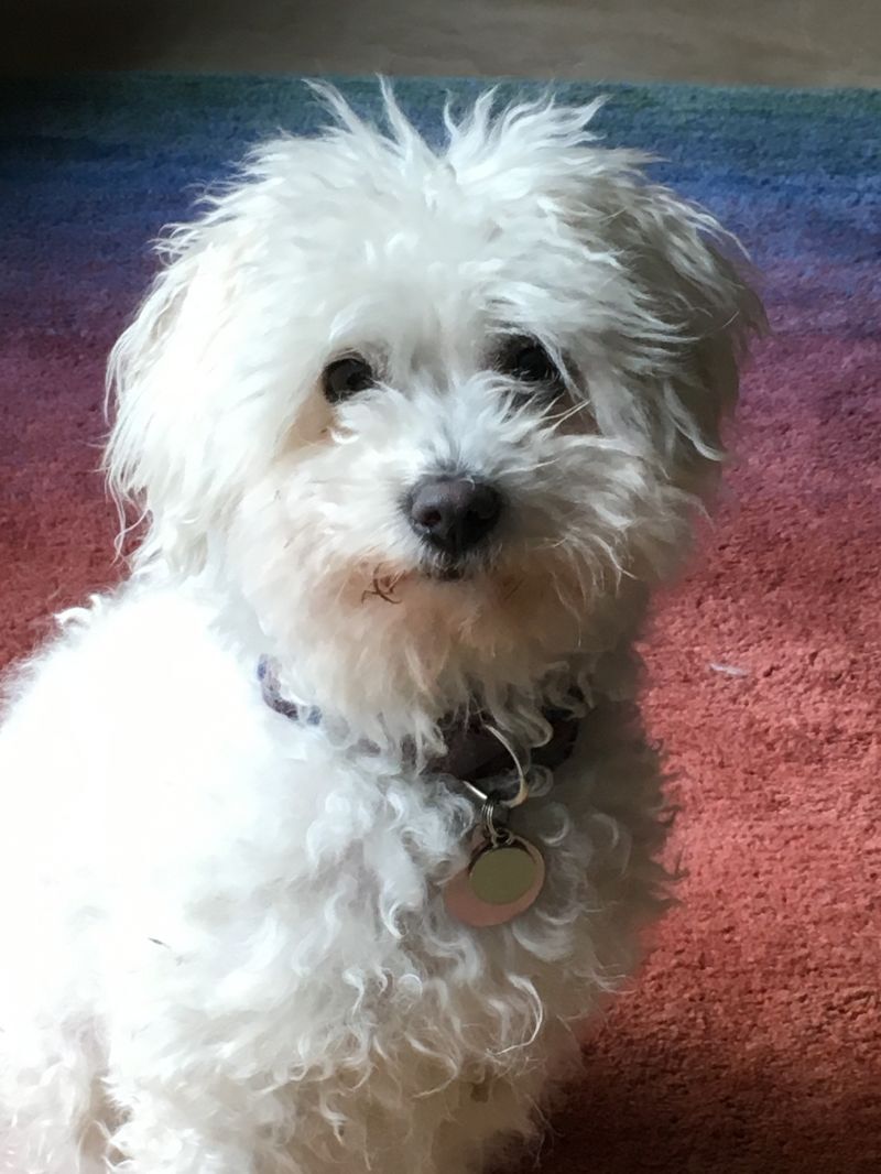 Missy - The Independent Little Girl, an adoptable Poodle in Citrus Heights, CA, 95610 | Photo Image 1