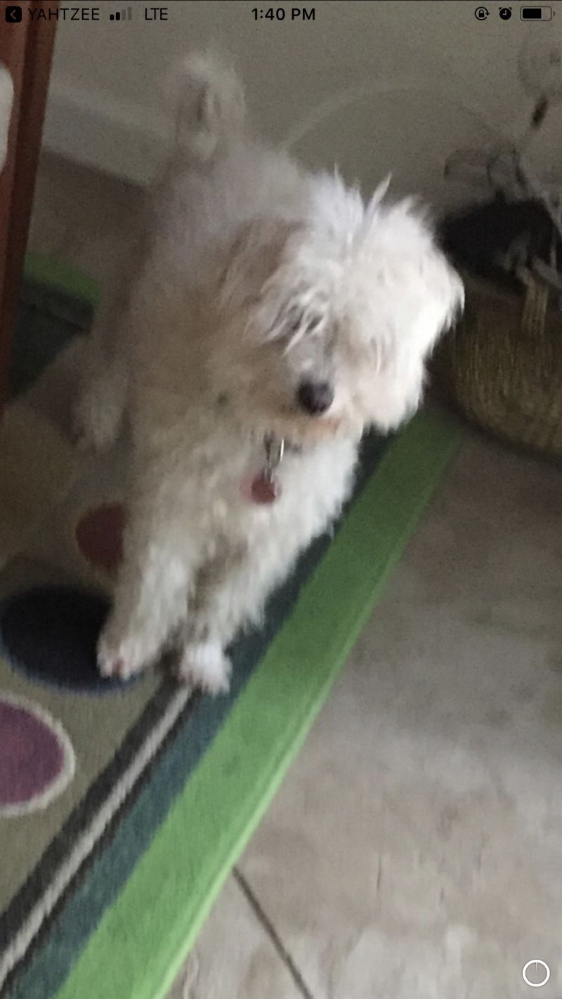 Missy - The Independent Little Girl, an adoptable Poodle in Citrus Heights, CA, 95610 | Photo Image 2