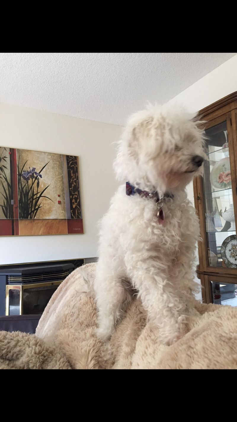 Missy - The Independent Little Girl, an adoptable Poodle in Citrus Heights, CA, 95610 | Photo Image 3