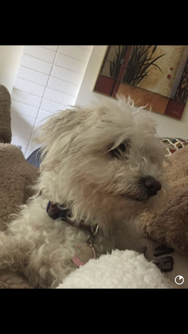 Missy - The Independent Little Girl, an adoptable Poodle in Citrus Heights, CA, 95610 | Photo Image 4