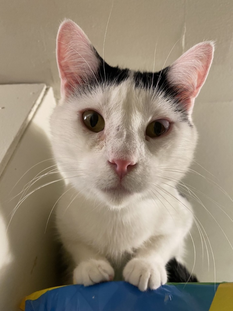 Cupid, an adoptable Domestic Short Hair in Minnetonka, MN, 55343 | Photo Image 1