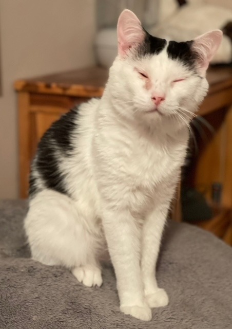 Cupid, an adoptable Domestic Short Hair in Minnetonka, MN, 55343 | Photo Image 3