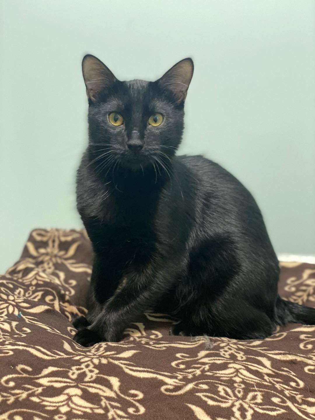 NUGGGET, an adoptable Domestic Short Hair in Capshaw, AL, 35742 | Photo Image 1