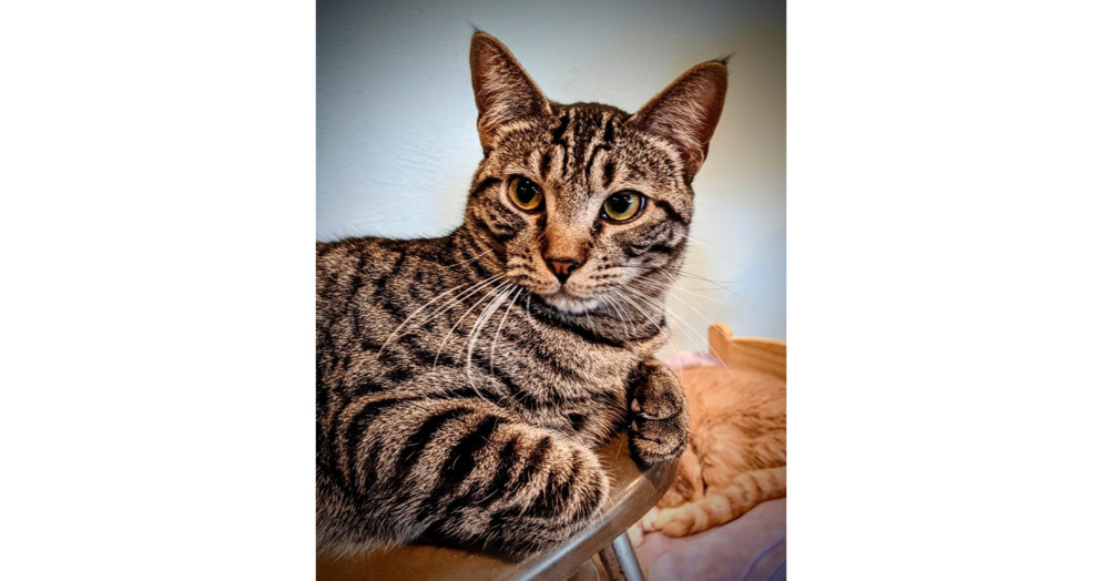 Wilder, an adoptable Domestic Short Hair, Tabby in New Cumberland, WV, 26047 | Photo Image 1