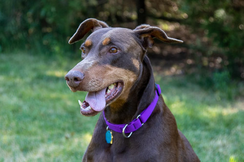 Dog For Adoption Mercy A Doberman Pinscher In Greensboro Nc Petfinder