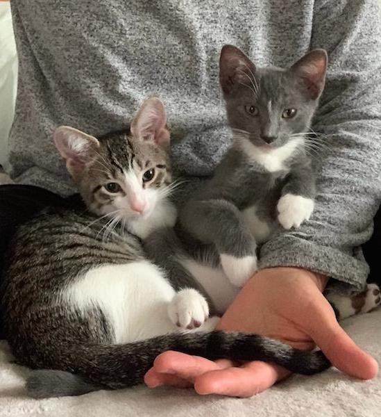 Ardsley & Telesco (bonded kittens) 2