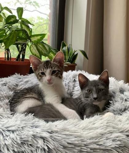 Ardsley & Telesco (bonded kittens) 1