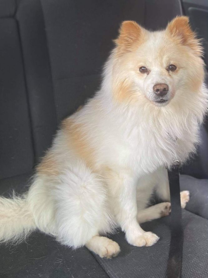 Dog For Adoption Rhino A Pomeranian American Eskimo Dog Mix In Elkhart In Petfinder