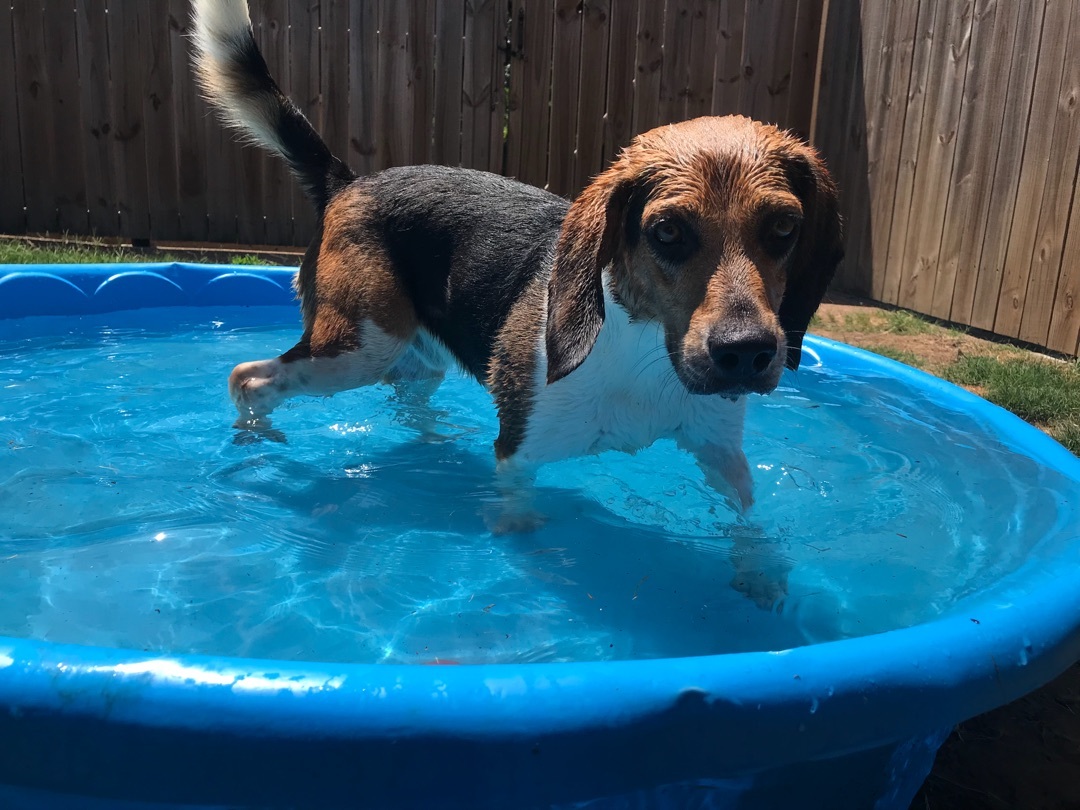 can beagles swim