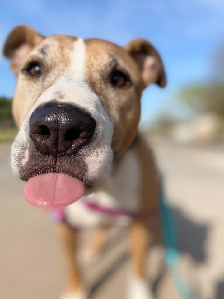 Andy, an adoptable Bull Terrier, Pit Bull Terrier in Peoria, AZ, 85381 | Photo Image 3