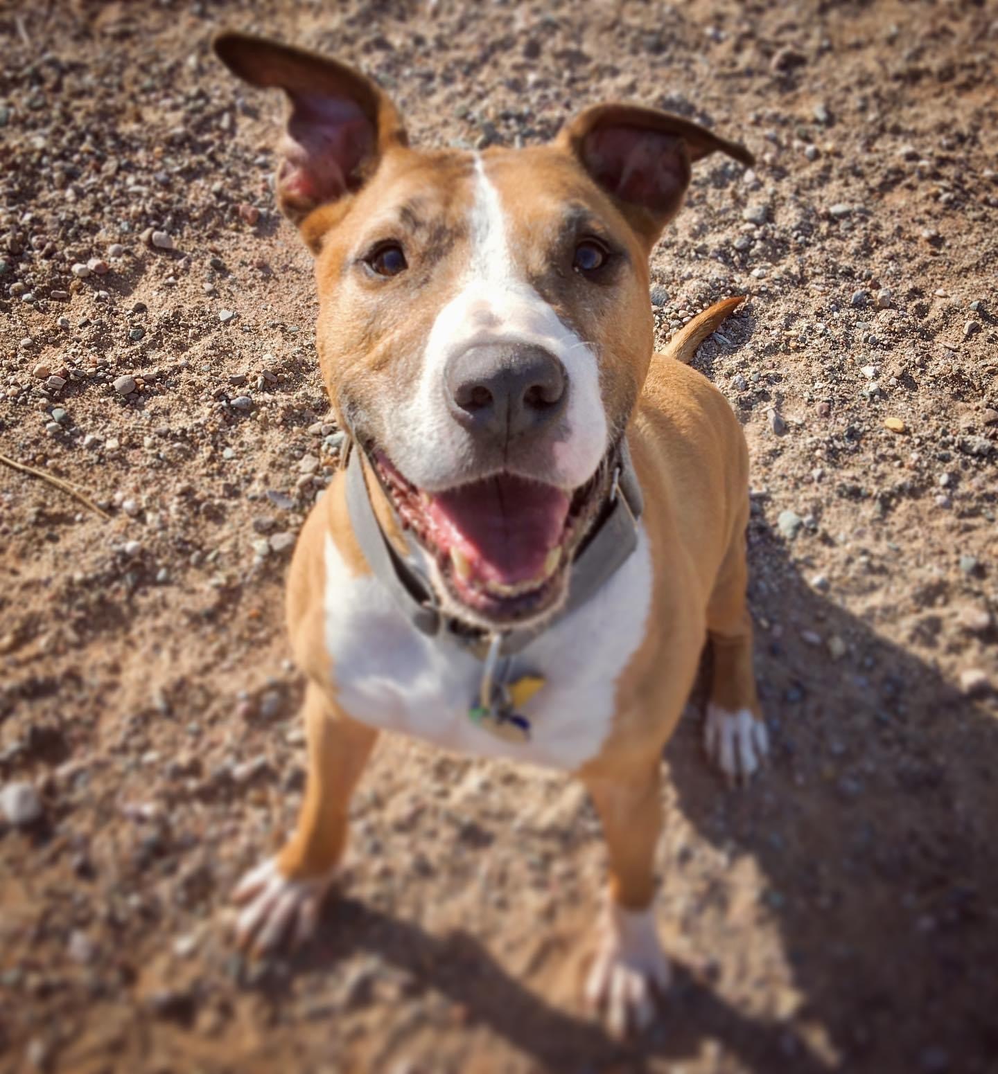 Andy, an adoptable Bull Terrier, Pit Bull Terrier in Peoria, AZ, 85381 | Photo Image 1