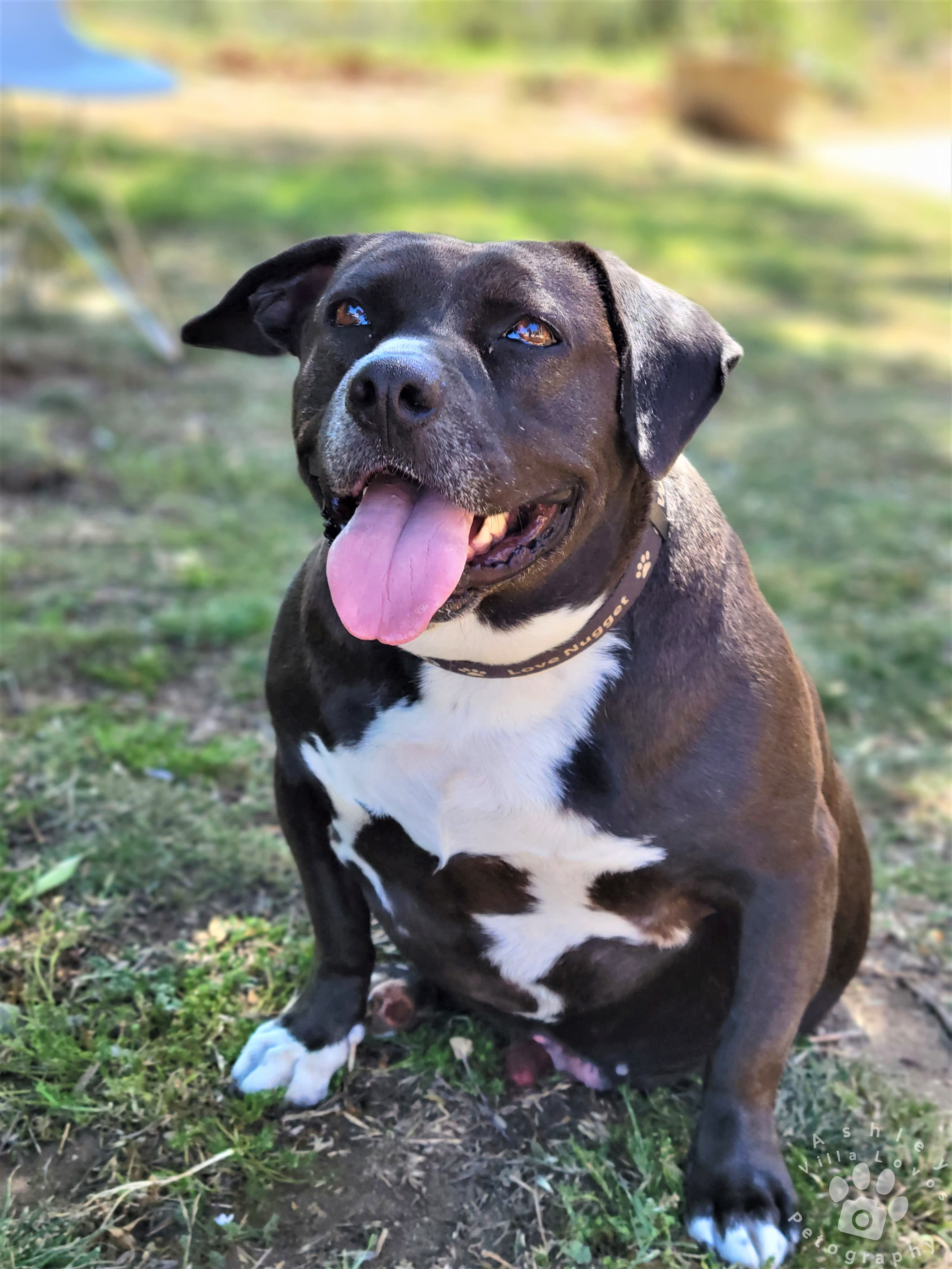 Dog For Adoption Gweedo A Pit Bull Terrier Mix In Anza Ca Petfinder