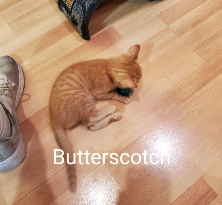 Butterscotch 3