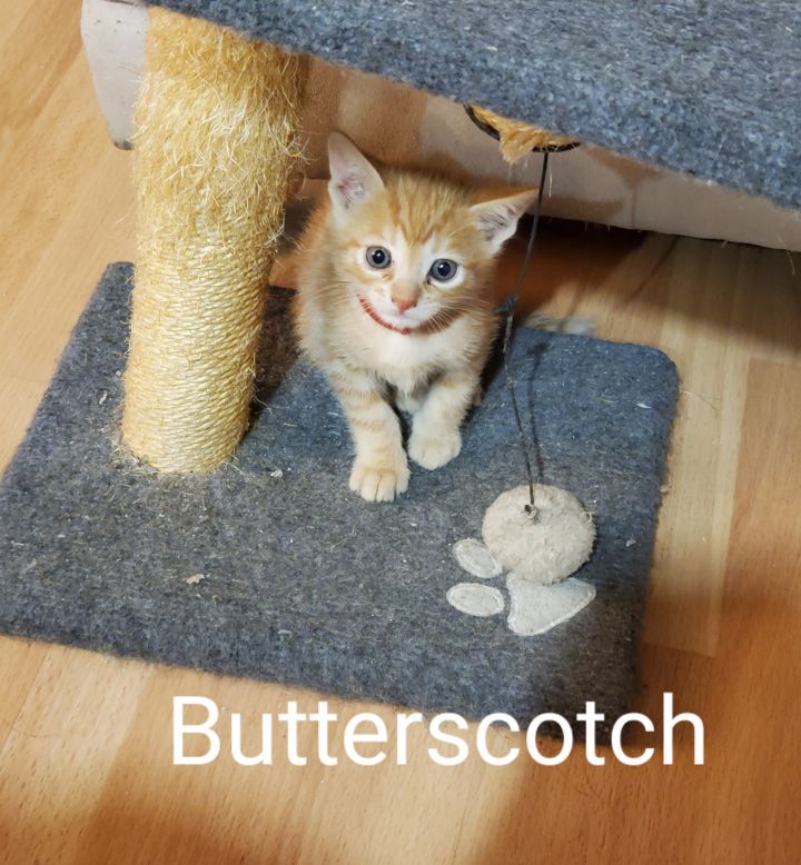 Butterscotch 1