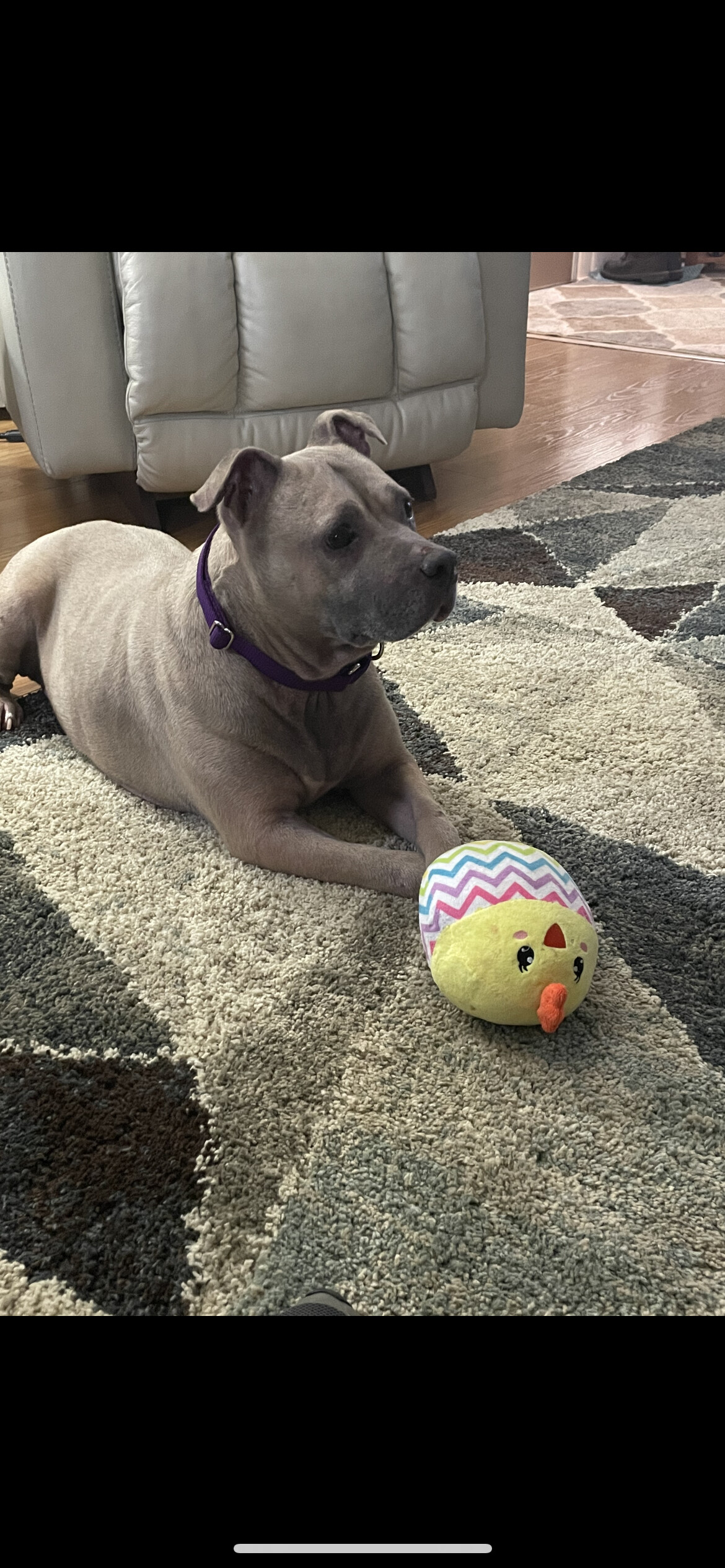 PENELOPE, an adoptable Pit Bull Terrier in Verona, PA, 15147 | Photo Image 2