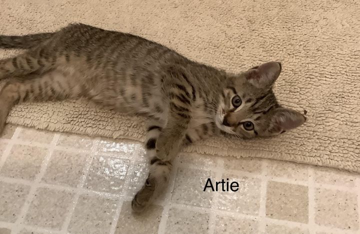 Artie 4