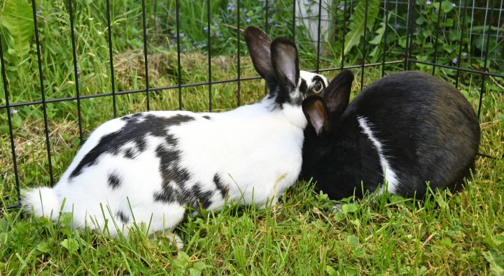 Achieve, an adopted Bunny Rabbit Mix in East Syracuse, NY_image-3