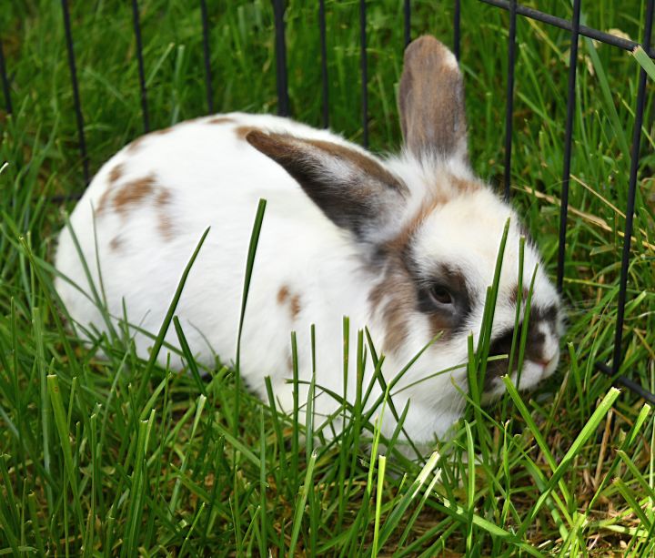 Finish, an adopted Bunny Rabbit Mix in East Syracuse, NY_image-1