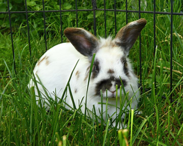 Finish, an adopted Bunny Rabbit Mix in East Syracuse, NY_image-2