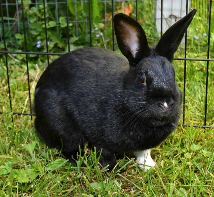 Perfect, an adopted Bunny Rabbit Mix in East Syracuse, NY_image-6