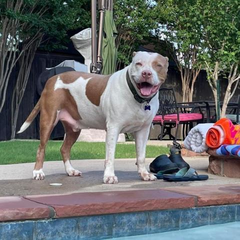 Stallone, an adoptable Pit Bull Terrier in Allen, TX, 75013 | Photo Image 1