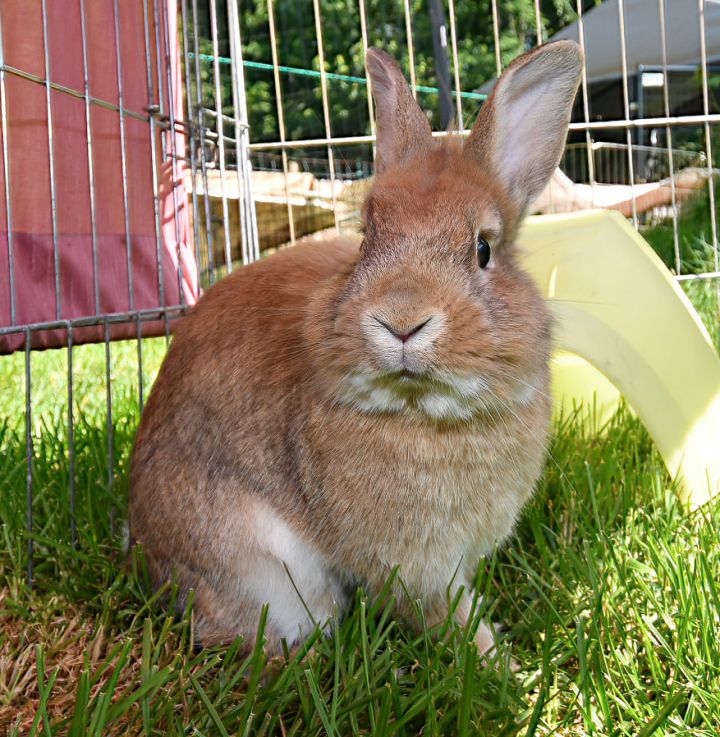 Caper, an adopted Bunny Rabbit Mix in East Syracuse, NY_image-2