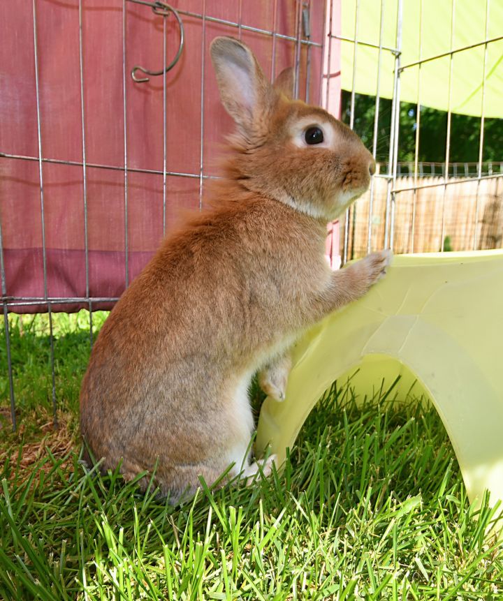 Caper, an adopted Bunny Rabbit Mix in East Syracuse, NY_image-3