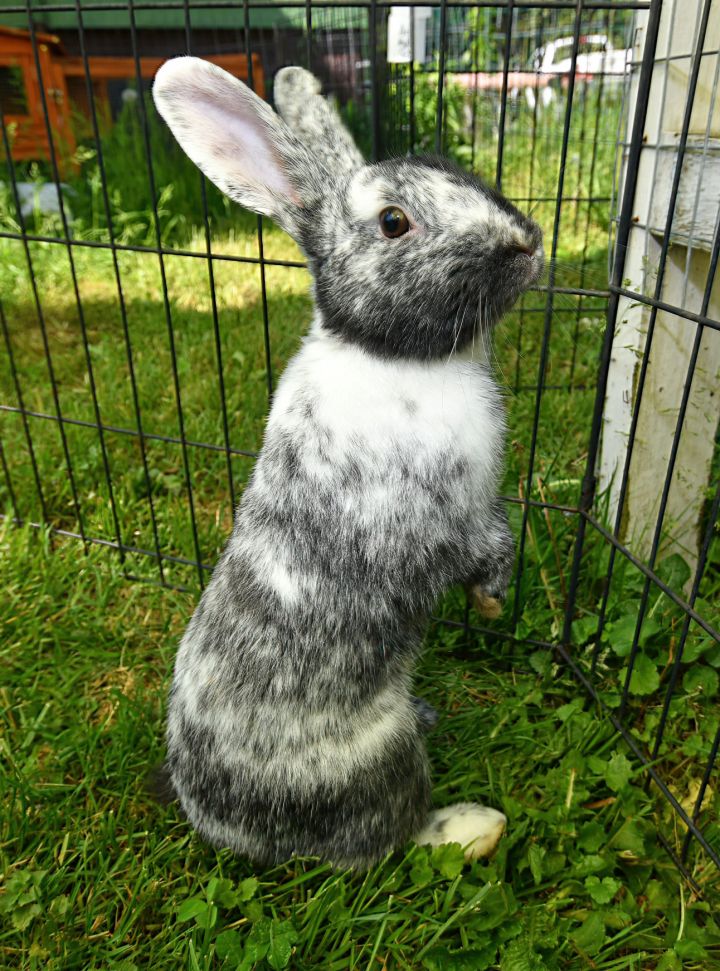 Cavort, an adopted Bunny Rabbit Mix in East Syracuse, NY_image-1